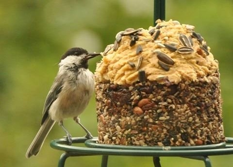 best bird seed for fall